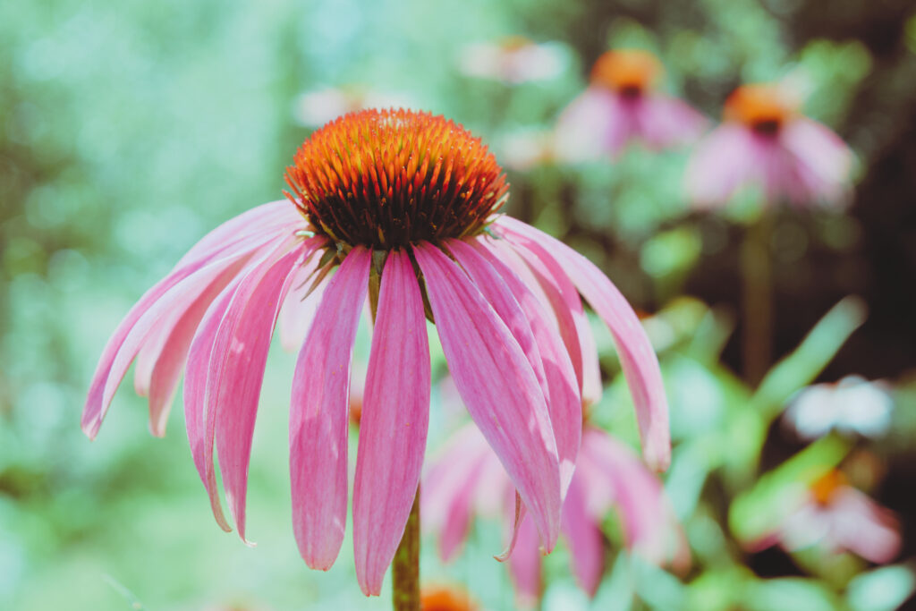 History of Yoga flower