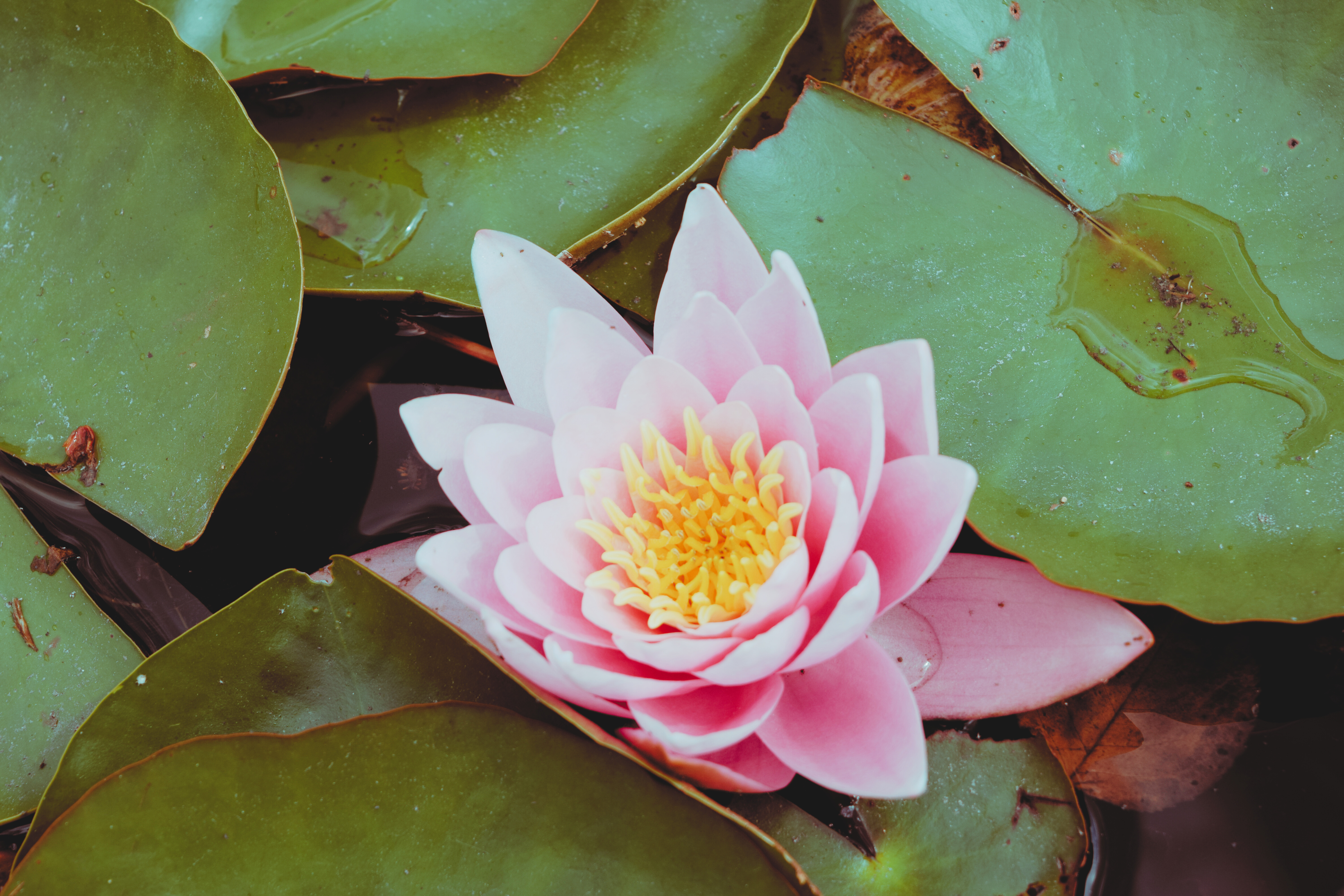 Six Schools of Philosophy in India lotus 2