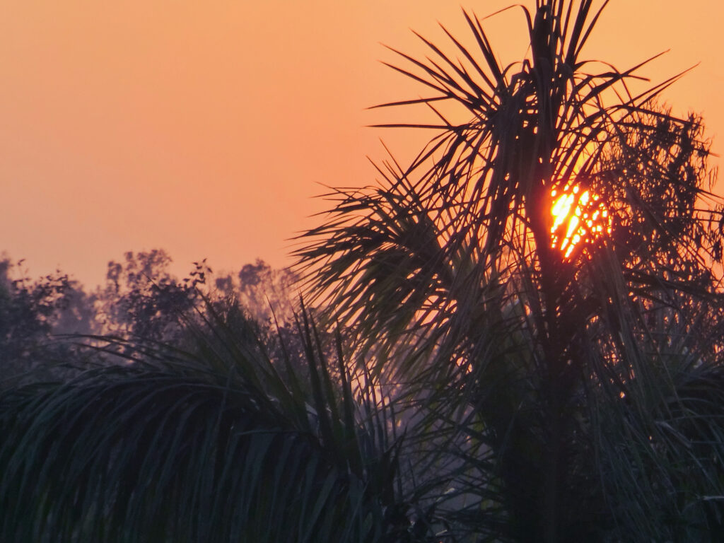 Journal sunset behind palm tree